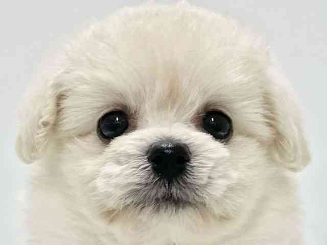 高知県のポメプー(ポメラニアン×プードル) (ひごペットフレンドリーイオンモール高知店/2025年10月5日生まれ/女の子/ホワイト)の子犬