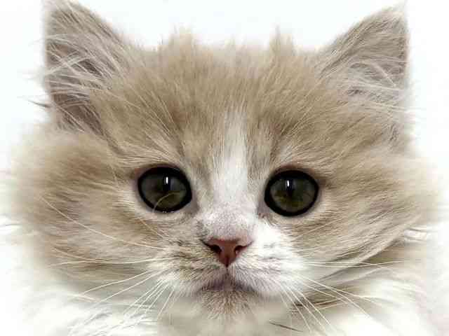 大阪府のミヌエット (ひごペットフレンドリーベルファⅡ都島店/2025年9月29日生まれ/女の子/クリームホワイト)の子猫の1枚目の画像