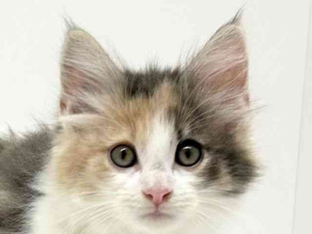 兵庫県のノルウェージャンフォレストキャット (ひごペットフレンドリーブルメールHAT神戸店/2025年10月3日生まれ/女の子/ダイリュートキャリコ)の子猫の1枚目の画像