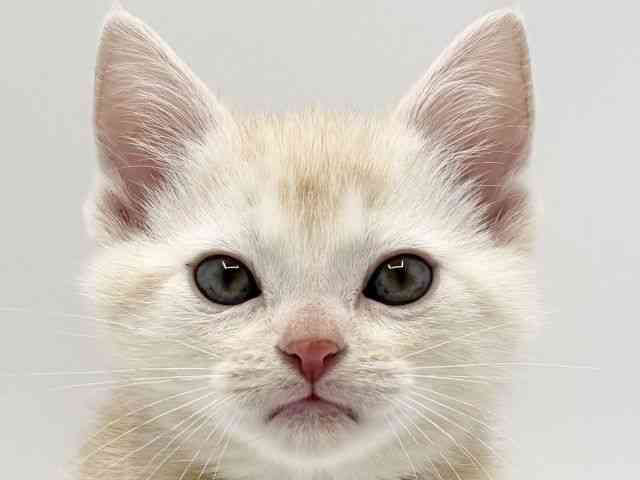 大阪府のアメリカンショートヘアー (ひごペットフレンドリーみのおキューズモール店/2025年10月4日生まれ/男の子/クリームタビー)の子猫の1枚目の画像