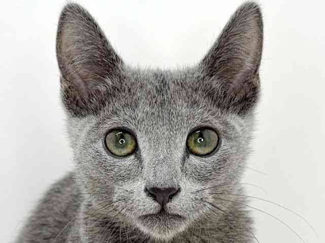 大阪府のロシアンブルー (ひごペットフレンドリーいこらもーる泉佐野店/2025年10月4日生まれ/男の子/ブルー)の子猫の1枚目の画像