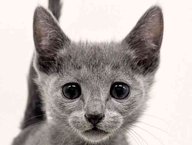 福岡県のロシアンブルー (ひごペットフレンドリーリバーウォーク北九州店/2025年10月4日生まれ/男の子/ブルー)の子猫