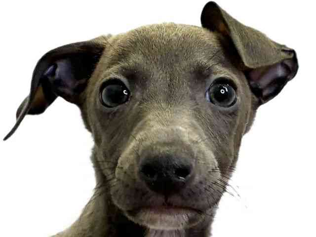 愛媛県のイタリアングレーハウンド (ひごペットフレンドリーエミフルMASAKI店/2025年10月4日生まれ/男の子/ブルーホワイト)の子犬の1枚目の画像