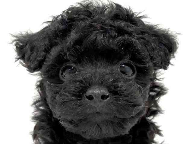 大阪府のトイプードル(トイ) (ひごペットフレンドリーイオン高槻店/2025年10月4日生まれ/女の子/ブラック)の子犬の1枚目の画像