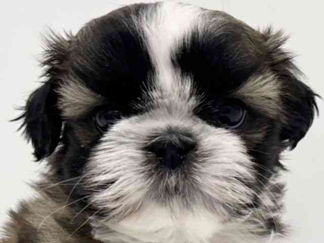 大阪府のシーズー (ひごペットフレンドリーくずはモール店/2025年10月3日生まれ/女の子/ゴールドホワイト)の子犬の1枚目の画像