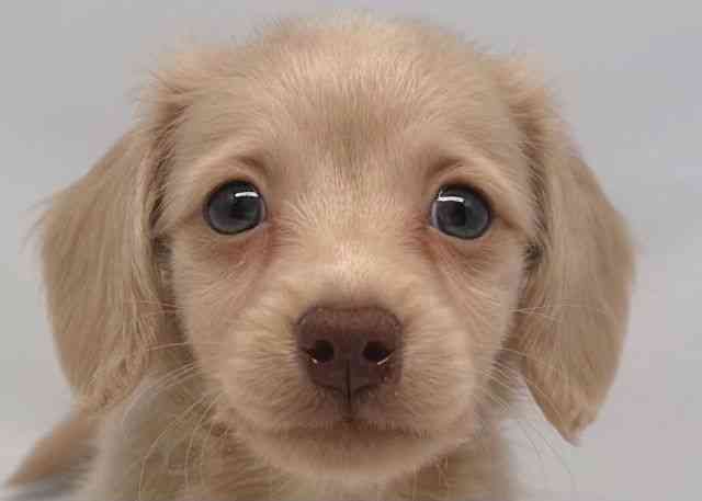 鳥取県のミニチュアダックスフンド(ロング) (ひごペットフレンドリーイオンモール鳥取北店/2025年10月4日生まれ/男の子/イエロー)の子犬