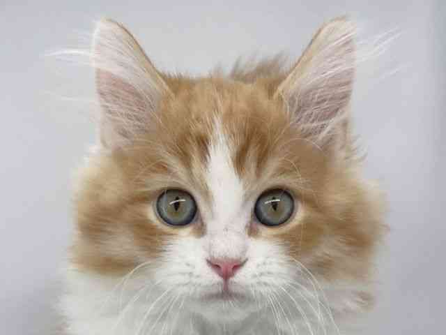 兵庫県のラガマフィン (ひごペットフレンドリーイオンタウン加古川店/2025年10月1日生まれ/男の子/レッドタビーホワイト)の子猫の1枚目の画像