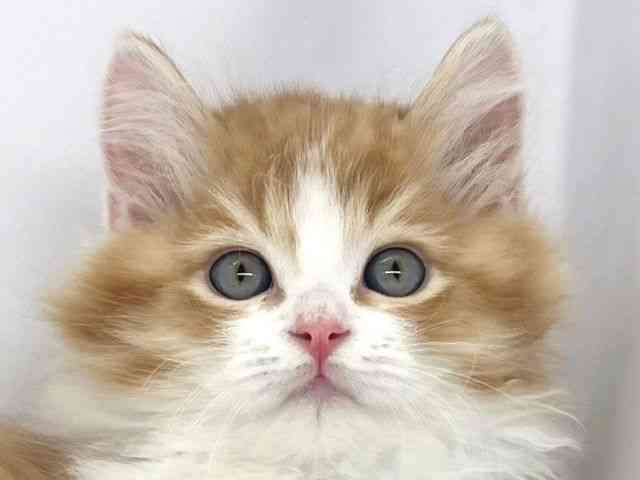 兵庫県のラガマフィン (ひごペットフレンドリーイオンタウン加古川店/2025年10月1日生まれ/男の子/レッドタビーホワイト)の子猫の1枚目の画像