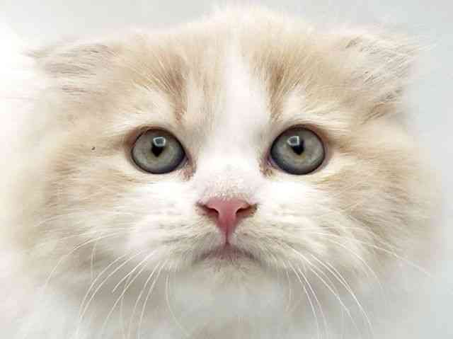 奈良県のスコティッシュフォールド (ひごペットフレンドリートナリエ大和高田店/2025年10月2日生まれ/女の子/クリームタビーホワイト)の子猫の1枚目の画像