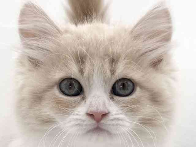 大阪府のスコティッシュフォールド (ひごペットフレンドリーイオンそよら海老江店/2025年10月4日生まれ/女の子/クリームタビーホワイト)の子猫の1枚目の画像