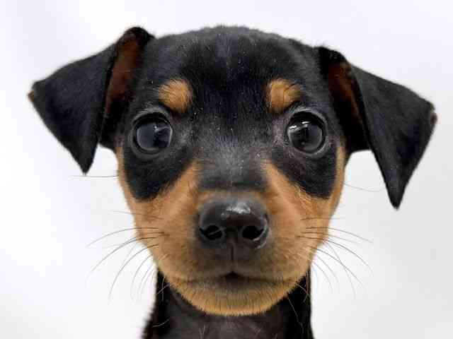 広島県のミニチュアピンシャー (ひごペットフレンドリーゆめタウン廿日市店/2025年10月4日生まれ/女の子/ブラックタン)の子犬