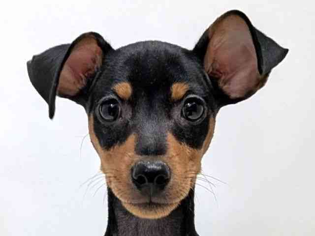 広島県のミニチュアピンシャー (ひごペットフレンドリーゆめタウン廿日市店/2025年10月4日生まれ/女の子/ブラックタン)の子犬の1枚目の画像