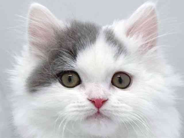 京都府のブリティッシュロングヘアー (ひごペットフレンドリー京都店/2025年10月5日生まれ/男の子/ブルーホワイト)の子猫の1枚目の画像