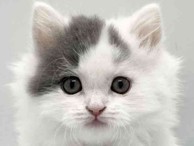 京都府のブリティッシュロングヘアー (ひごペットフレンドリー京都店/2025年10月5日生まれ/男の子/ブルーホワイト)の子猫の1枚目の画像