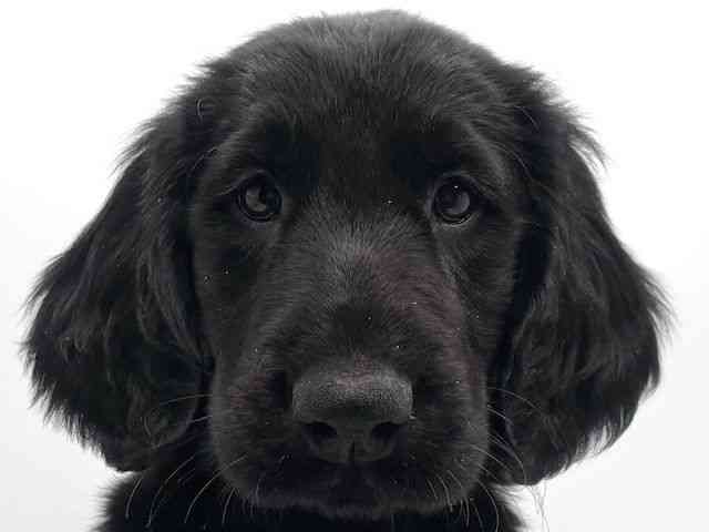 大阪府のフラットコーテッドレトリーバー (ひごペットフレンドリーみのおキューズモール店/2025年10月4日生まれ/男の子/ブラック)の子犬の1枚目の画像