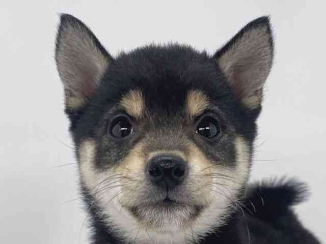 兵庫県の柴犬(標準サイズ) (ひごペットフレンドリーイオンタウン加古川店/2025年9月29日生まれ/女の子/黒)の子犬の1枚目の画像