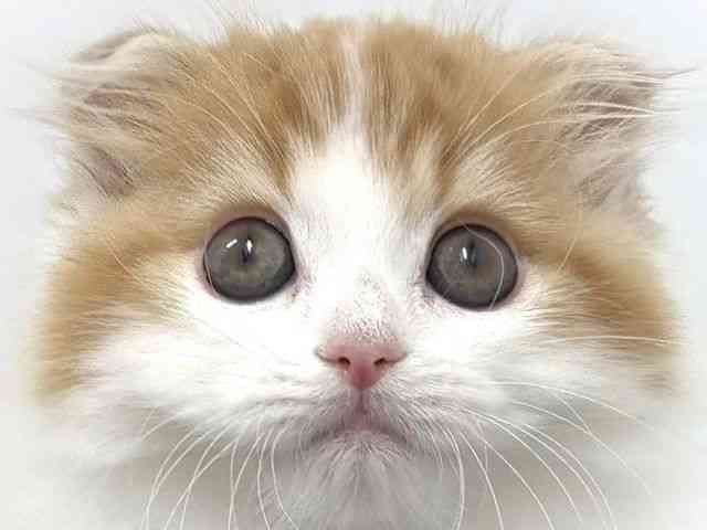 大阪府のスコティッシュフォールド (ひごペットフレンドリーベルファⅡ都島店/2025年10月1日生まれ/男の子/レッドタビーホワイト)の子猫の1枚目の画像