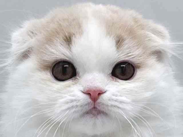 京都府のスコティッシュフォールド (ひごペットフレンドリー京都店/2025年10月1日生まれ/男の子/クリームタビーホワイト)の子猫の1枚目の画像