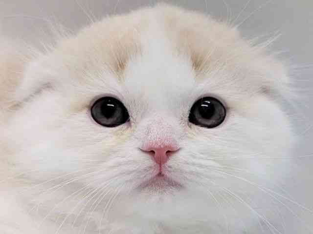 京都府のスコティッシュフォールド (ひごペットフレンドリー京都店/2025年10月1日生まれ/男の子/クリームタビーホワイト)の子猫の1枚目の画像