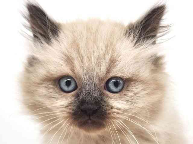 大阪府のヒマラヤン (ひごペットフレンドリー泉ヶ丘店/2025年10月5日生まれ/男の子/シールポイント)の子猫の1枚目の画像