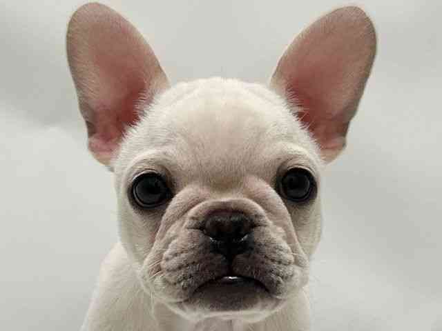 和歌山県のフレンチブルドッグ (ひごペットフレンドリーパームシティ和歌山店/2025年10月4日生まれ/女の子/クリーム)の子犬の1枚目の画像