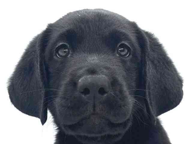 兵庫県のラブラドールレトリーバー (ひごペットフレンドリーイオンタウン加古川店/2025年10月4日生まれ/女の子/ブラック)の子犬の1枚目の画像