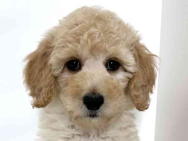 大阪府のスタンダードプードル (ひごペットフレンドリーアクロスプラザ住之江店/2025年10月5日生まれ/女の子/クリーム)の子犬の1枚目の画像