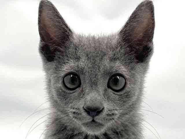 大阪府のロシアンブルー (ひごペットフレンドリー東淀川店/2025年10月4日生まれ/女の子/ブルー)の子猫の1枚目の画像