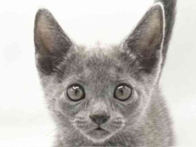 京都府のロシアンブルー (ひごペットフレンドリーイオンモール高の原店/2025年10月4日生まれ/女の子/ブルー)の子猫