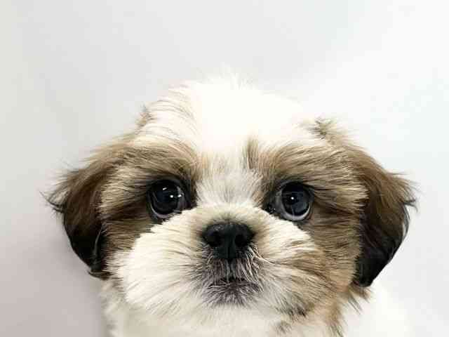 愛媛県のシーズー (ひごペットフレンドリーイオンモール今治新都市店/2025年10月4日生まれ/男の子/ゴールドホワイト)の子犬