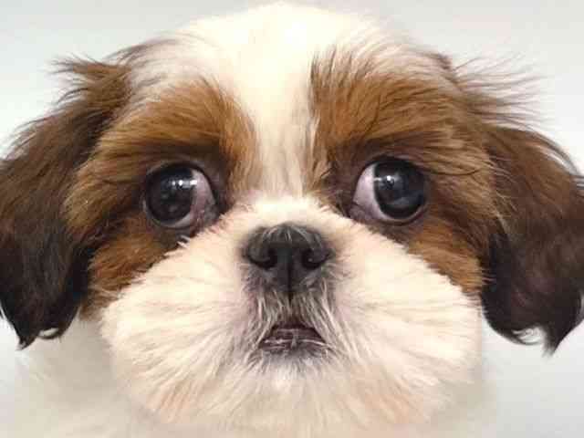 大阪府のシーズー (ひごペットフレンドリー岸和田店/2025年10月4日生まれ/女の子/ゴールドホワイト)の子犬の1枚目の画像