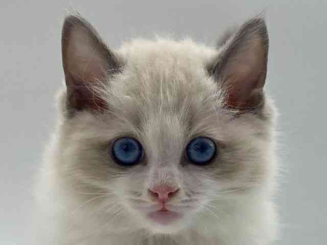 島根県のラグドール (ひごペットフレンドリーイオンモール出雲店/2025年10月4日生まれ/男の子/ブルーポイントバイカラー)の子猫の1枚目の画像