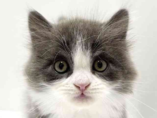 愛知県のミヌエット (ひごペットフレンドリーららぽーと名古屋みなとアクルス店/2025年10月5日生まれ/男の子/ブルーホワイト)の子猫の1枚目の画像