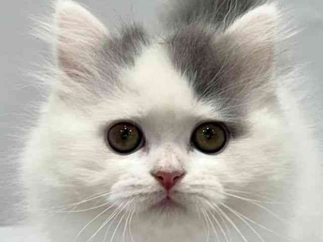 大阪府のブリティッシュロングヘアー (ひごペットフレンドリーセブンパーク天美店/2025年10月1日生まれ/女の子/ブルーホワイト)の子猫の1枚目の画像