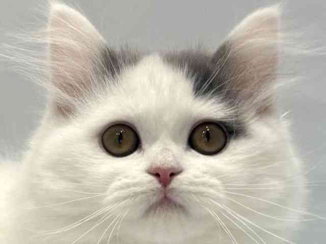 大阪府のブリティッシュロングヘアー (ひごペットフレンドリーセブンパーク天美店/2025年10月1日生まれ/女の子/ブルーホワイト)の子猫の1枚目の画像