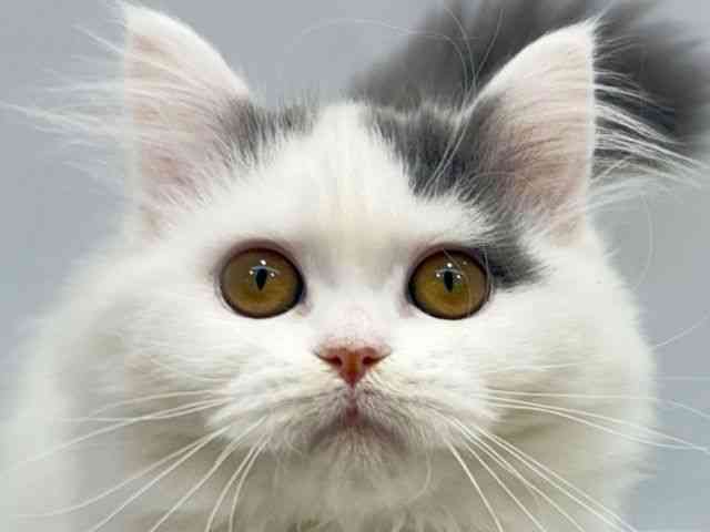 大阪府のブリティッシュロングヘアー (ひごペットフレンドリーセブンパーク天美店/2025年10月1日生まれ/女の子/ブルーホワイト)の子猫の1枚目の画像