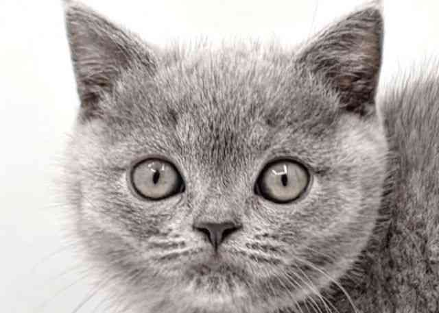 島根県のブリティッシュショートヘアー (ひごペットフレンドリーイオン松江ショッピングセンター店/2025年10月2日生まれ/女の子/ブルー)の子猫の1枚目の画像