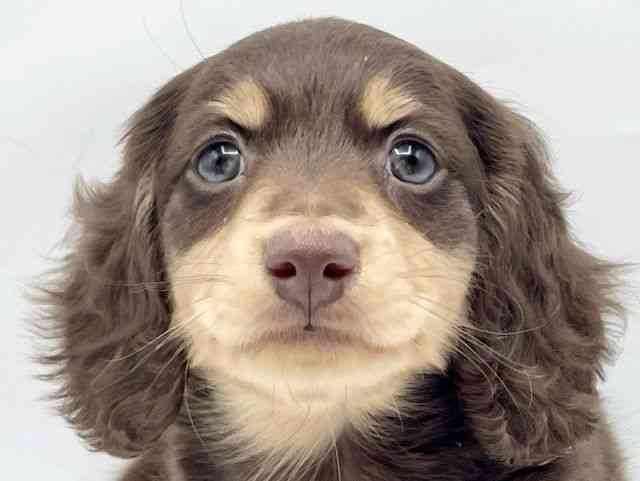 奈良県のミニチュアダックスフンド(ロング) (ひごペットフレンドリートナリエ大和高田店/2025年10月4日生まれ/男の子/チョコレートタン)の子犬の1枚目の画像