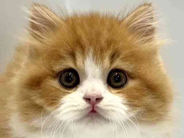 大阪府のスコティッシュフォールド (ひごペットフレンドリーセブンパーク天美店/2025年10月1日生まれ/男の子/レッドタビーホワイト)の子猫の1枚目の画像