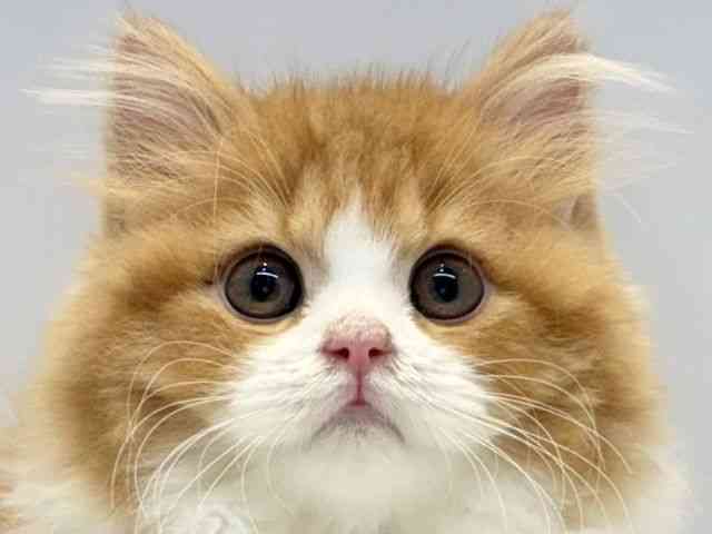 大阪府のスコティッシュフォールド (ひごペットフレンドリーセブンパーク天美店/2025年10月1日生まれ/男の子/レッドタビーホワイト)の子猫の1枚目の画像