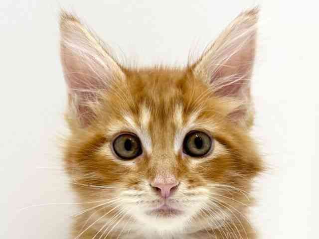 愛知県のメインクーン (ひごペットフレンドリーららぽーと名古屋みなとアクルス店/2025年10月4日生まれ/男の子/レッドタビー)の子猫の1枚目の画像