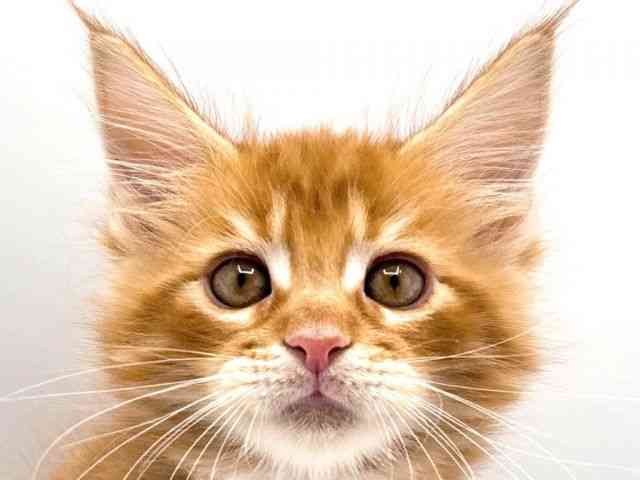 奈良県のメインクーン (ひごペットフレンドリー田原本店/2025年10月4日生まれ/男の子/レッドタビー)の子猫の1枚目の画像