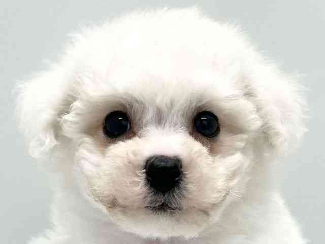 京都府のビションフリーゼ (ひごペットフレンドリー京都店/2025年10月4日生まれ/男の子/ホワイト)の子犬の1枚目の画像