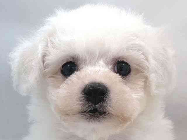 大阪府のビションフリーゼ (ひごペットフレンドリー堺プラットプラット店/2025年10月4日生まれ/男の子/ホワイト)の子犬の1枚目の画像