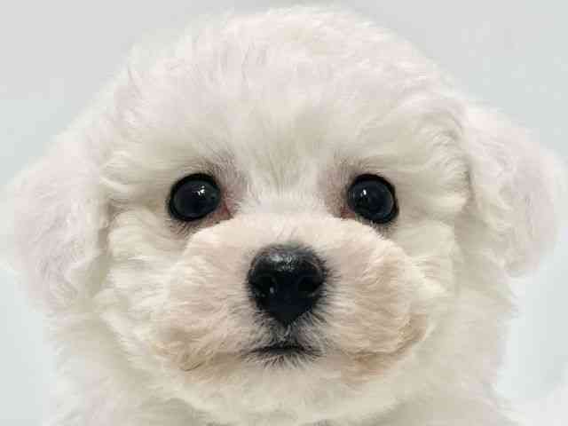 高知県のビションフリーゼ (ひごペットフレンドリーイオンモール高知店/2025年10月4日生まれ/男の子/ホワイト)の子犬