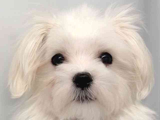 京都府のマルチーズ (ひごペットフレンドリー洛北阪急スクエア店/2025年10月4日生まれ/男の子/ホワイト)の子犬の1枚目の画像