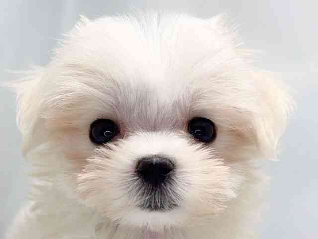 京都府のマルチーズ (ひごペットフレンドリー洛北阪急スクエア店/2025年10月4日生まれ/男の子/ホワイト)の子犬