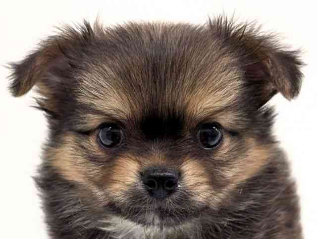 福岡県のポメチワ/チワポメ/ポメチー(ポメラニアン×チワワ) (ひごペットフレンドリーリバーウォーク北九州店/2025年10月4日生まれ/男の子/オレンジ)の子犬