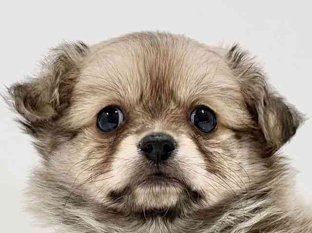 奈良県のポメチワ/チワポメ/ポメチー(ポメラニアン×チワワ) (ひごペットフレンドリーイオンモール橿原ウエスト・ビレッジ店/2025年10月5日生まれ/女の子/オレンジ)の子犬の1枚目の画像