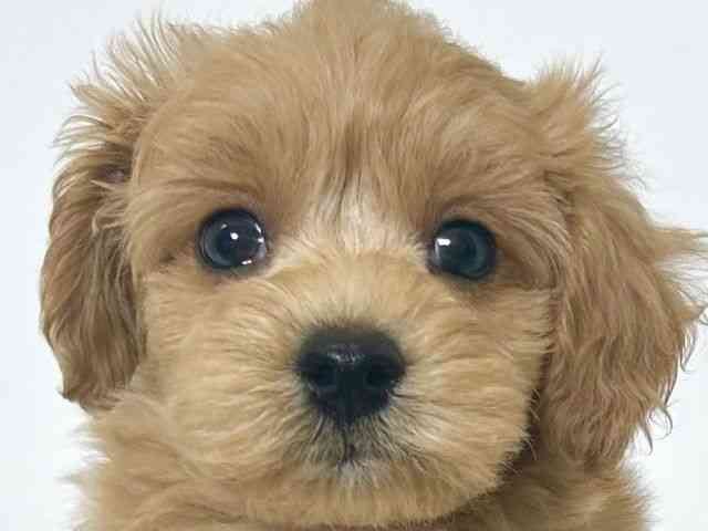 大阪府のハーフ犬・ミックス犬 (ひごペットフレンドリーアクロスプラザ住之江店/2025年10月3日生まれ/男の子/アプリコット)の子犬の1枚目の画像